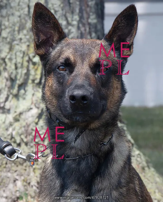 : Yoda, K9 Unit Dog : Yoda, K9 Unit Dog