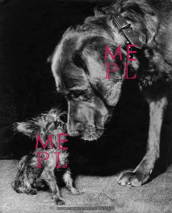  : Yorkie and large dog