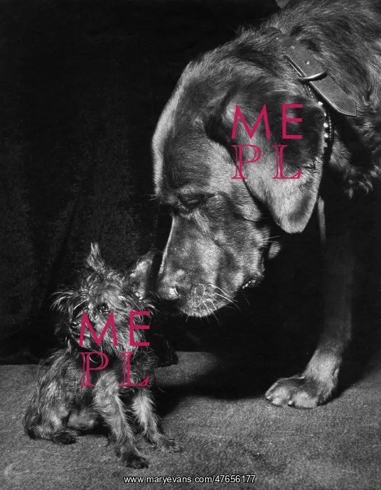 : Yorkie and large dog : Yorkie and large dog