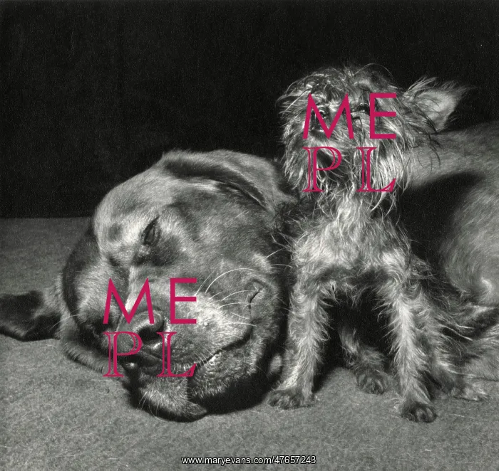 : Yorkie and large dog : Yorkie and large dog