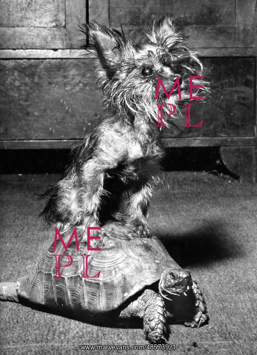 : Yorkie and Tortoise : Yorkie and Tortoise