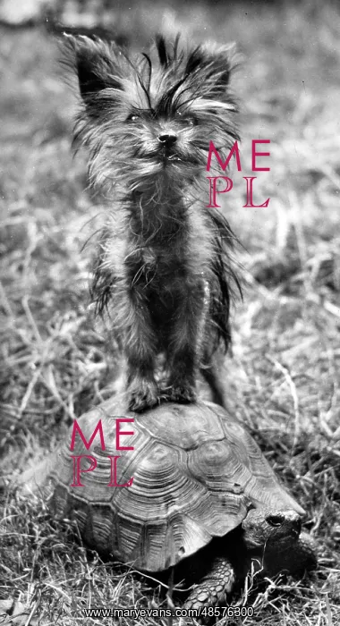 : Yorkie and tortoise : Yorkie and tortoise