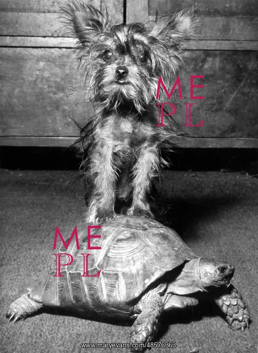 : Yorkie and tortoise : Yorkie and tortoise