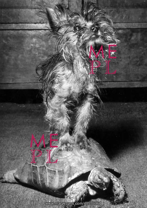 : Yorkie and tortoise : Yorkie and tortoise