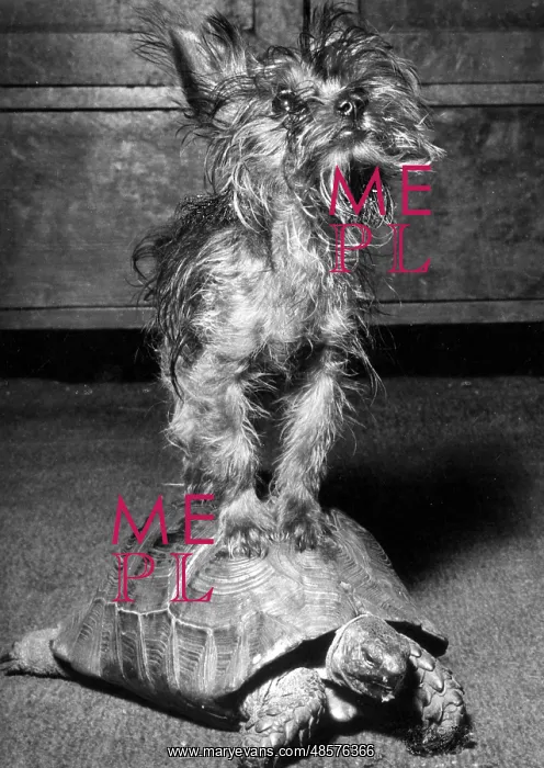 : Yorkie and tortoise : Yorkie and tortoise