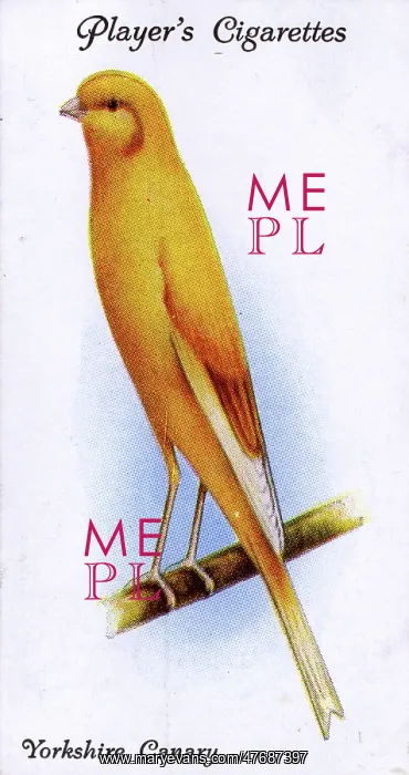  : Yorkshire Canary