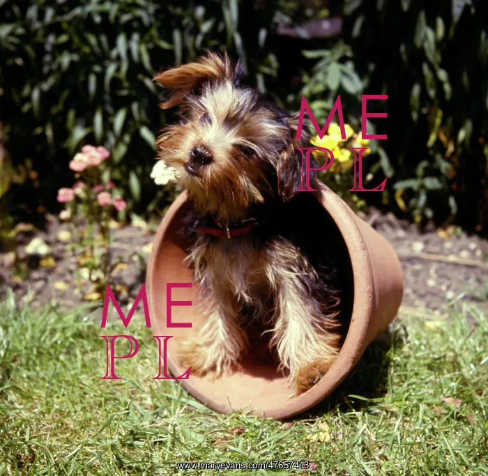 : Yorkshire terrier in a plantpot in a garden : Yorkshire terrier in a plantpot in a garden