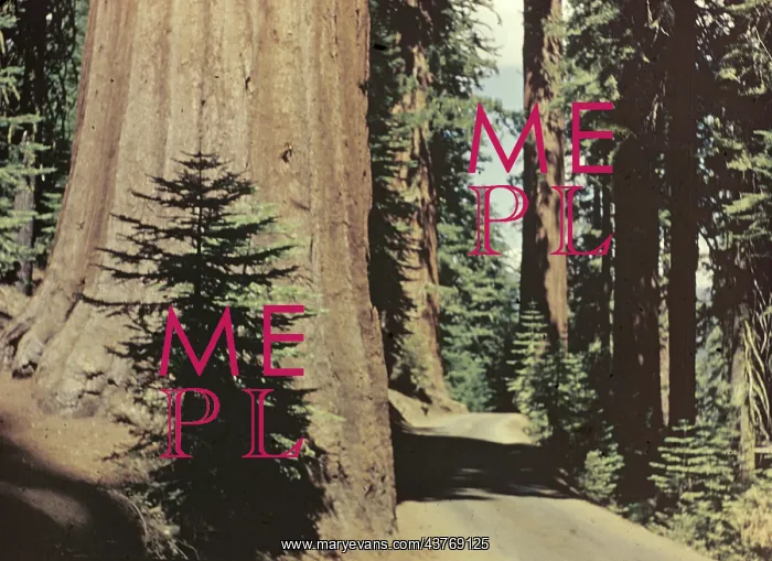 : Yosemite Park - California : Yosemite Park - California