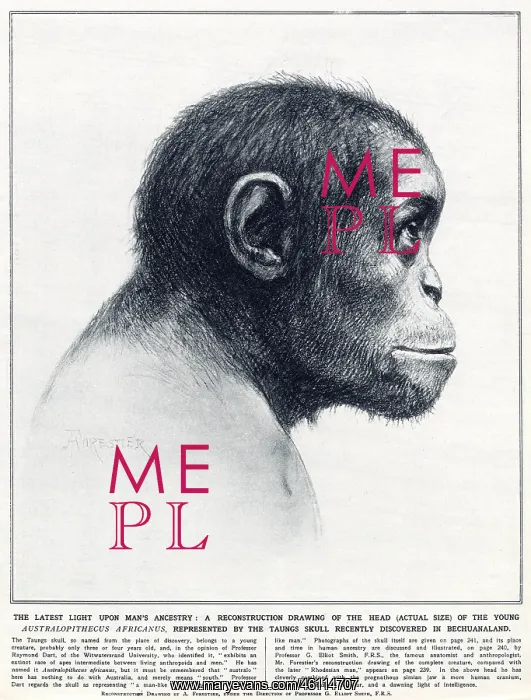 : Young Australopithecus africanus : Young Australopithecus africanus