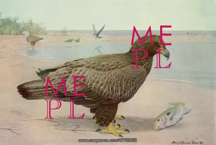  : Young Bald Eagle