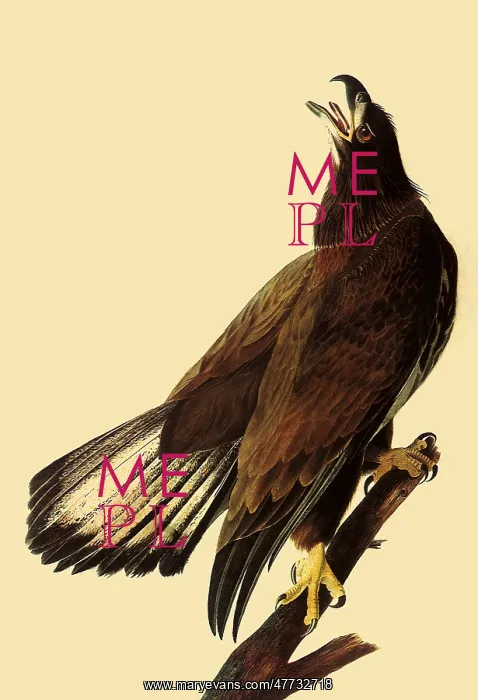 : Young Bald Eagle : Young Bald Eagle