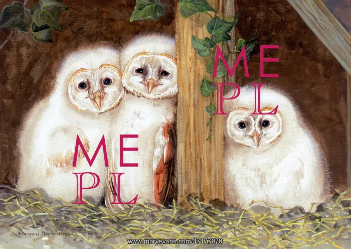  : Three Young Barn Owls ? with ivy and straw