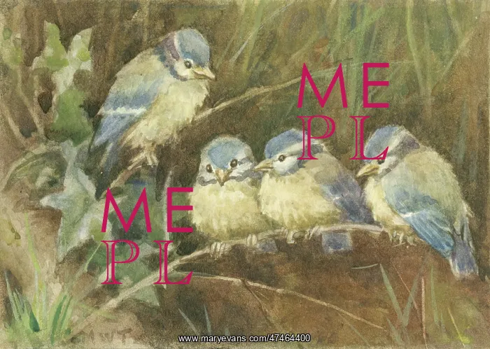  : Four young Blue Tits