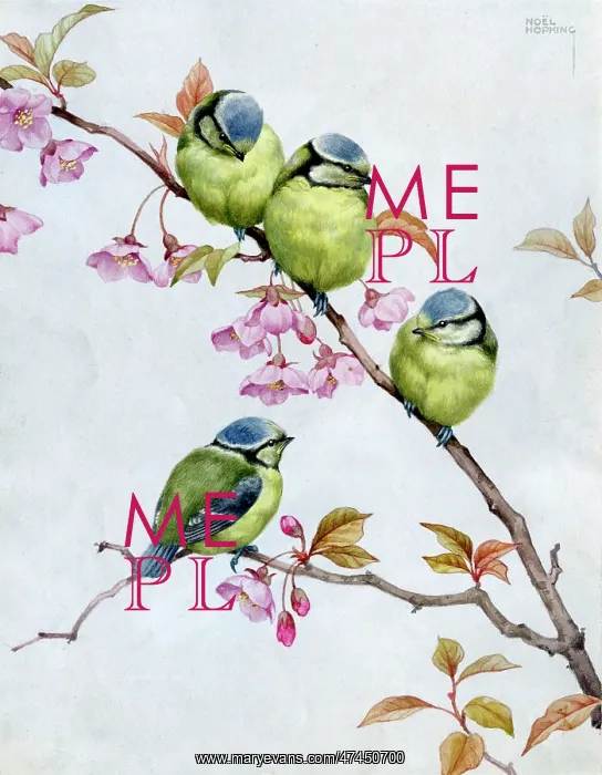  : Four young blue tits on cherry blossom