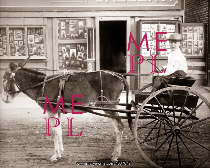 : Young Boy Driving Donkey Cart Looking at Camera : Young Boy Driving Donkey Cart Looking at Camera
