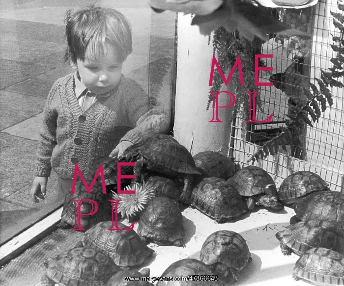: Young boy looks at tortoises : Young boy looks at tortoises