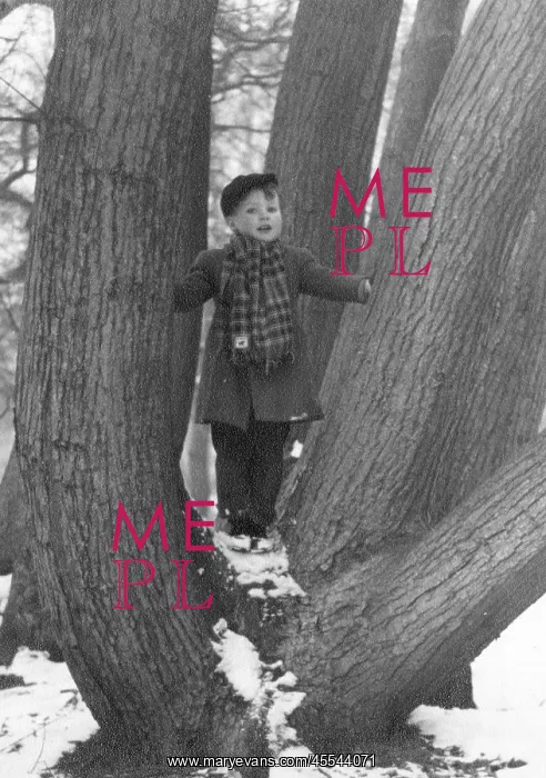  : Young boy standing amid the divergent trunks of a oak tree