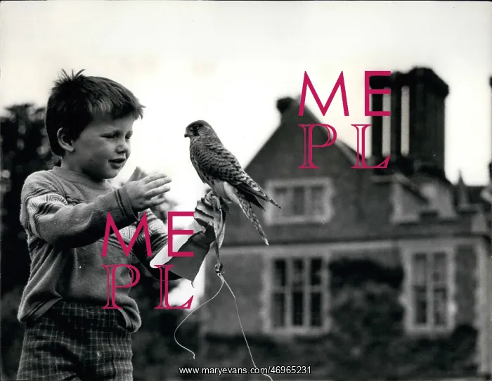 : Young boy trains young kestrel at Chilham Castle, Kent : Young boy trains young kestrel at Chilham Castle, Kent