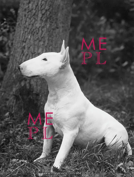 : YOUNG BULL TERRIER / 1957 : YOUNG BULL TERRIER / 1957