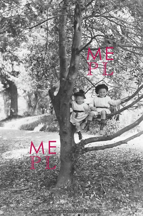 : YOUNG CHILDREN IN A TREE : YOUNG CHILDREN IN A TREE