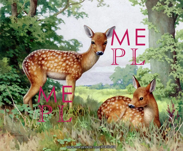  : Two young deer