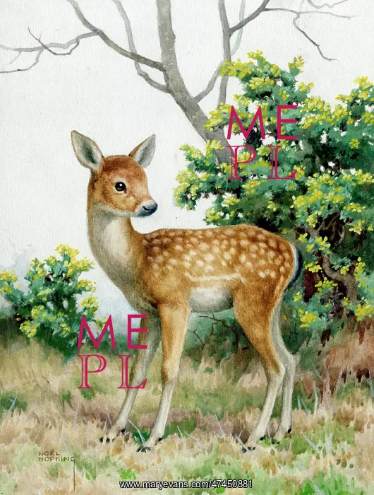  : A Young Deer