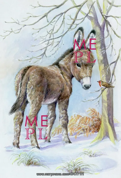 : Young Donkey in the Snow, with Robin : Young Donkey in the Snow, with Robin