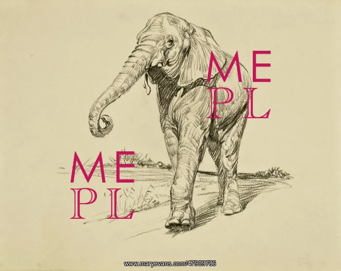  : Young Elephant