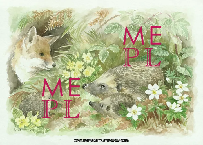  : Young fox looking at hedgehogs