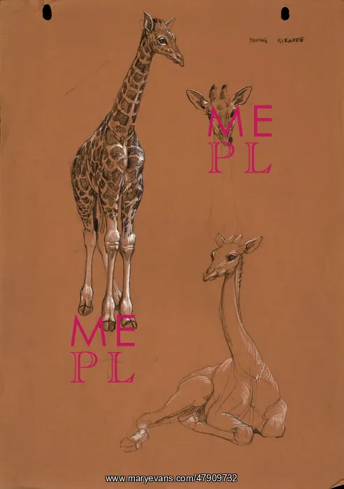  : Young Giraffes