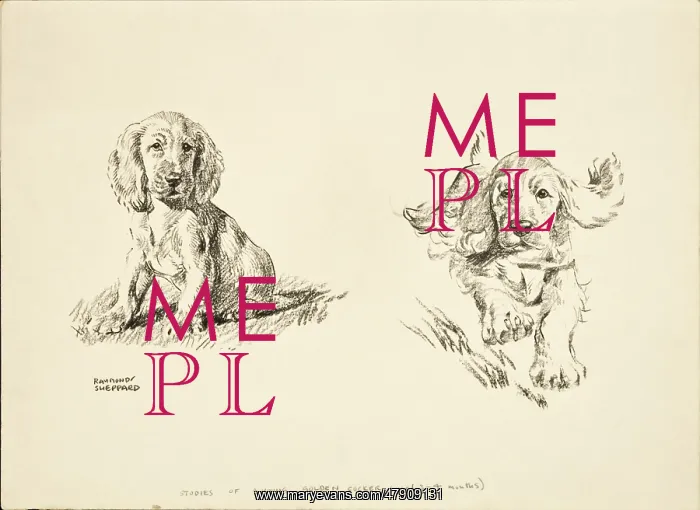 : Young Golden Cocker Spaniel : Young Golden Cocker Spaniel