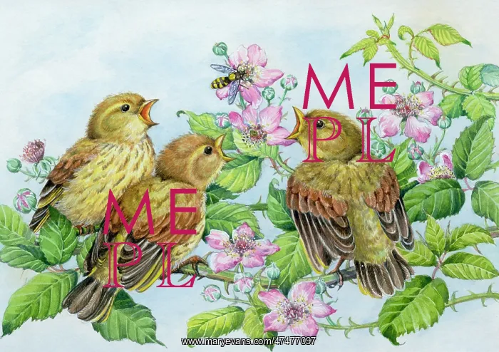 : Young greenfinches on wild roses, with hover fly : Young greenfinches on wild roses, with hover fly