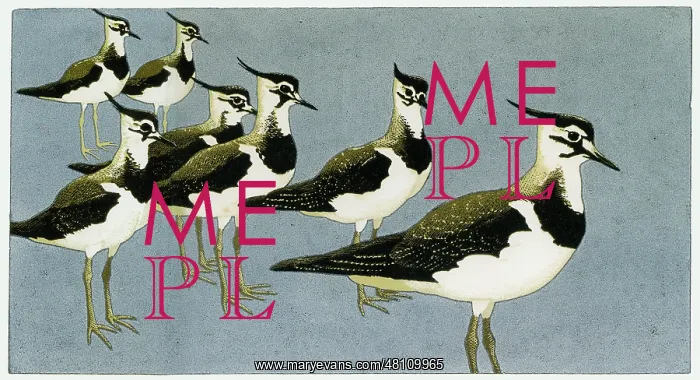 : Young Lapwings by Robert Gillmor : Young Lapwings by Robert Gillmor