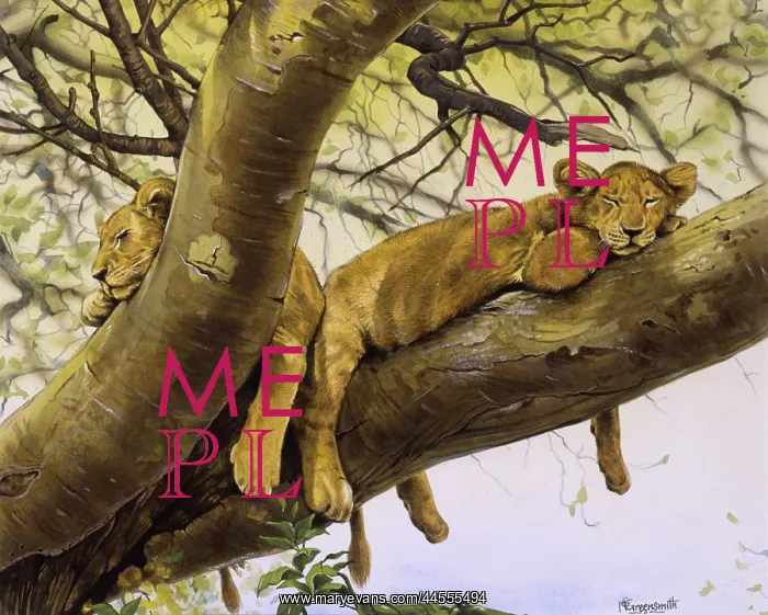 : Young lion cubs asleep in a tree : Young lion cubs asleep in a tree