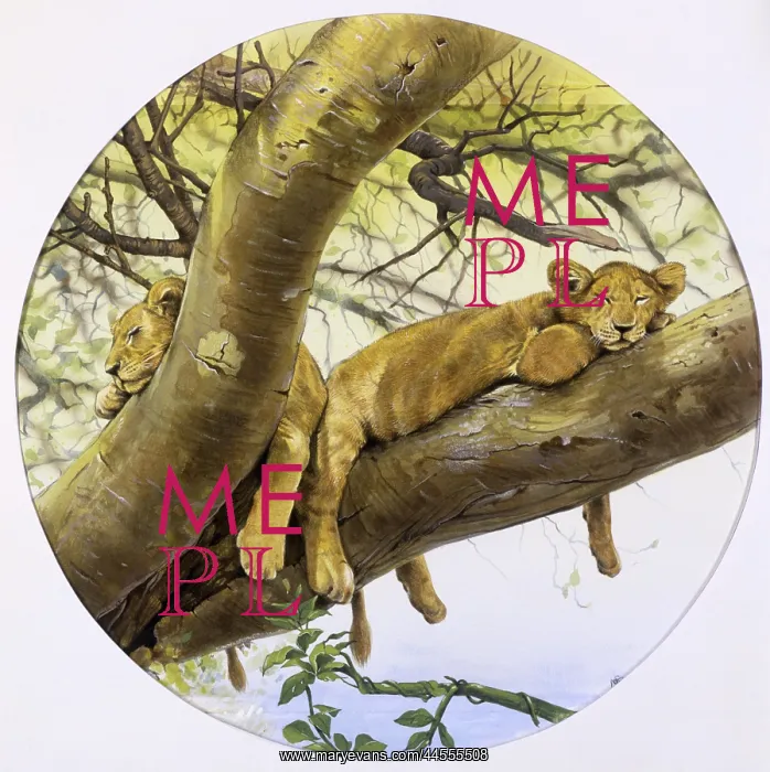 : Young lion cubs asleep in a tree : Young lion cubs asleep in a tree