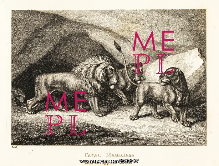 : A young lioness crushing a mouse under its paw : A young lioness crushing a mouse under its paw
