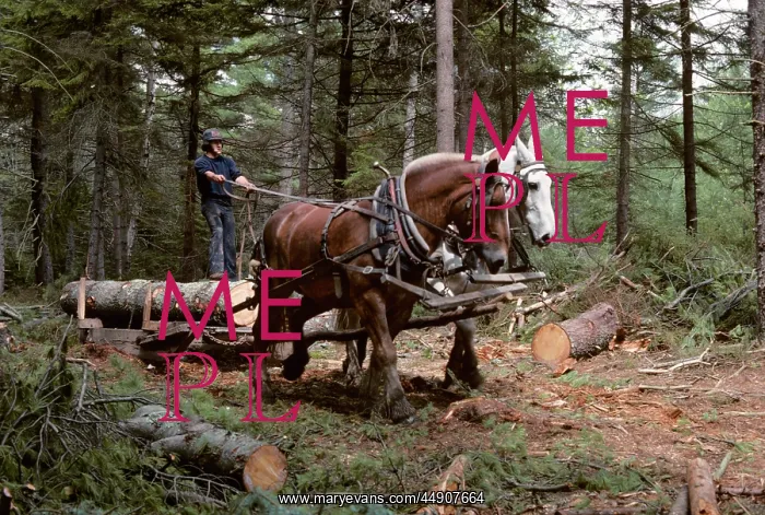 : Young Man Logging with Team of Draft Horses Woolwich Maine U : Young Man Logging with Team of Draft Horses Woolwich Maine U