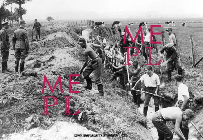 : Young men dig trenches, 1936 : Young men dig trenches, 1936