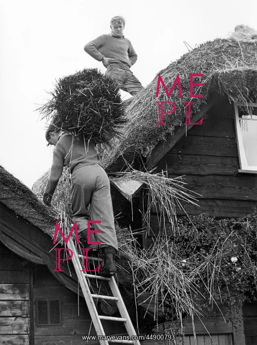 : Two young men thatching a cottage, Bickleigh, Devon : Two young men thatching a cottage, Bickleigh, Devon