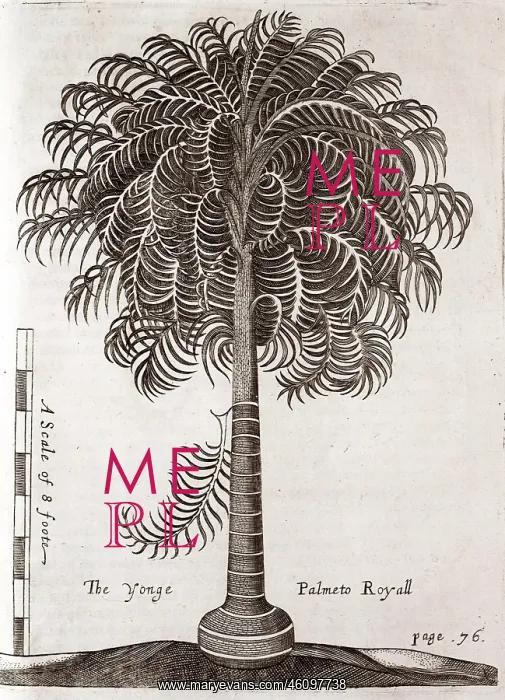 : A young Palmeto Royall tree : A young Palmeto Royall tree