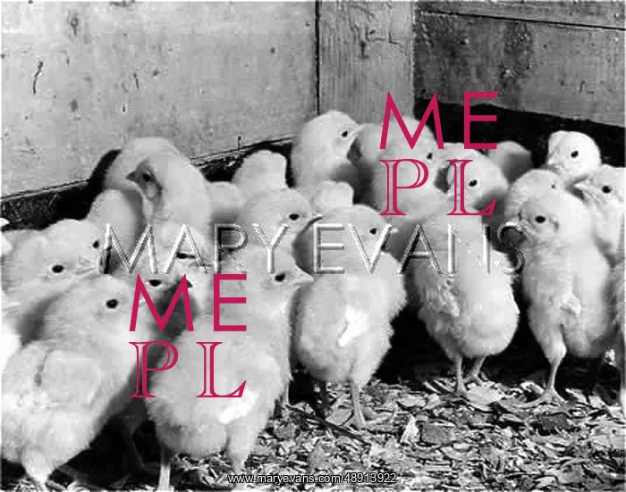 : YOUNG POULTRY CHICKS : YOUNG POULTRY CHICKS