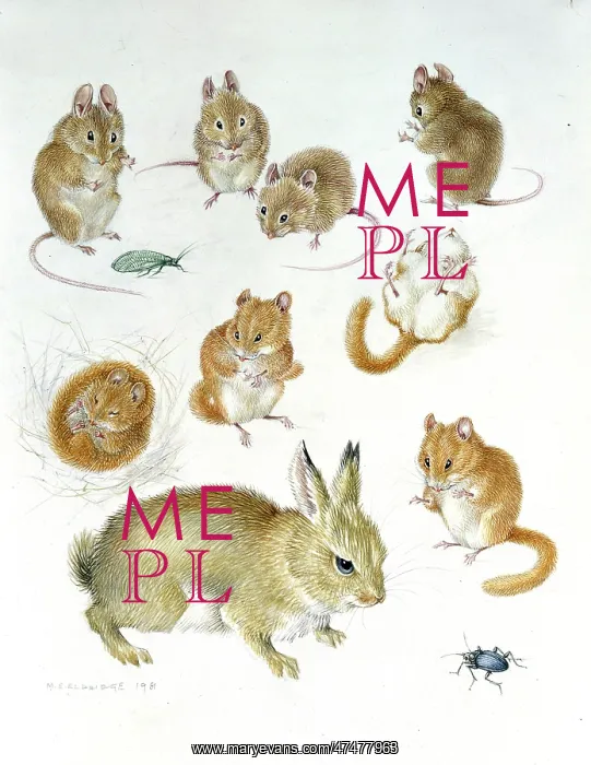 : Young rabbit, dormouse, mouse and beetle : Young rabbit, dormouse, mouse and beetle