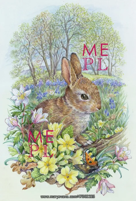 : Young rabbit with tortoiseshell butterfly : Young rabbit with tortoiseshell butterfly
