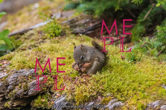 : Young Red Squirrel : Young Red Squirrel