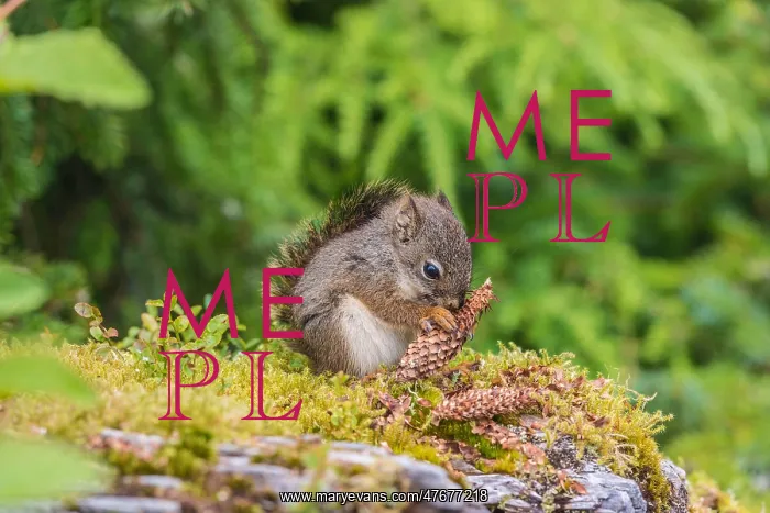  : Young Red Squirrel