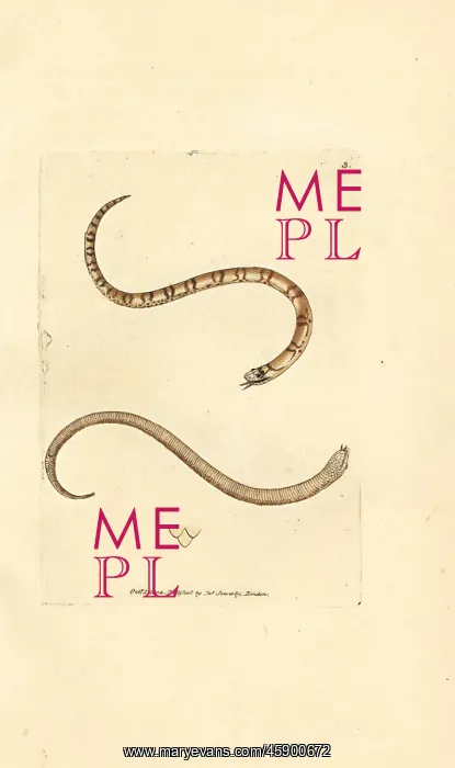 : Young smooth snake, Coronella austriaca : Young smooth snake, Coronella austriaca