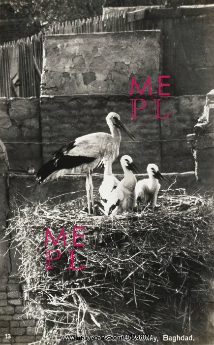 : Young storks and parent - Baghdad, Iraq : Young storks and parent - Baghdad, Iraq
