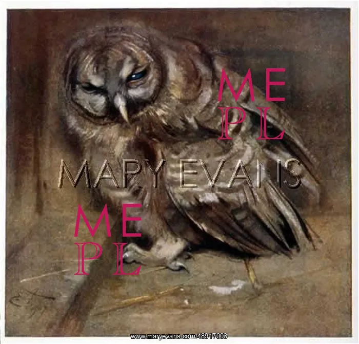 : YOUNG TAWNY OWL : YOUNG TAWNY OWL