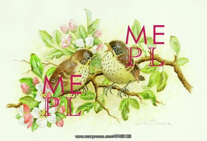  : Young thrushes and apple blossom
