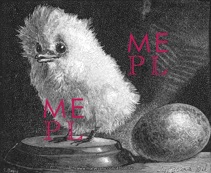: Young Tropic Bird, 1882 : Young Tropic Bird, 1882